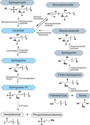 Diverse Facets of Sphingolipid Involvement in Bacterial Infections